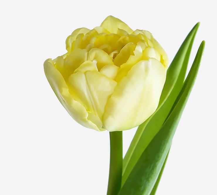 Желтый пионовидный тюльпан