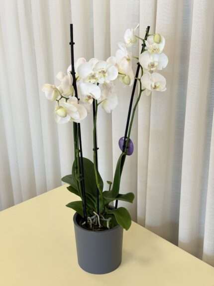 Орхидея Фаленопсис белая (Phalaenopsis)