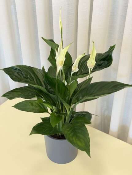 Спатифиллум (Spathiphyllum)