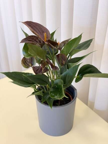 Антуриум шоколадный (Anthurium)