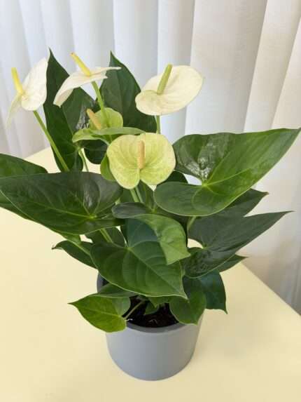Антуриум белый (Anthurium)