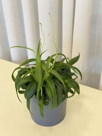 Хлорофитум кудрявый «Грин Бонни» (Chlorophytum comosum 'Green Bonnie')