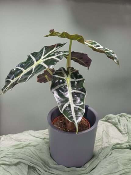 Алоказия Полли (ALOCASIA POLLY)