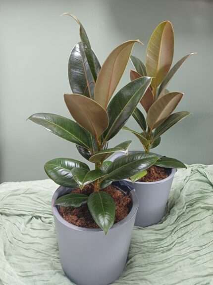 Фикус Мелани (Ficus Melany)