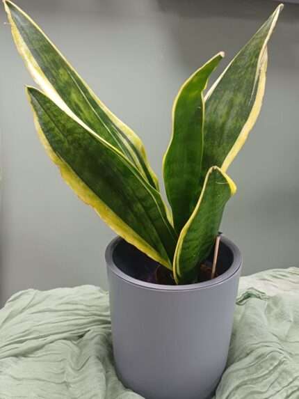 Сансевиерия Лауренти (Sansevieria laurentii)