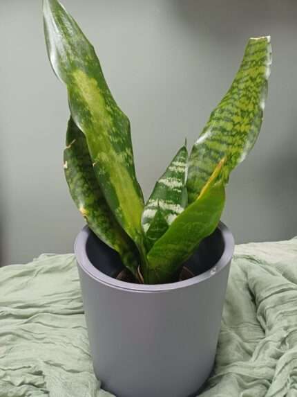 Сансевиерия зейланика (Sansevieria Zeylanica)