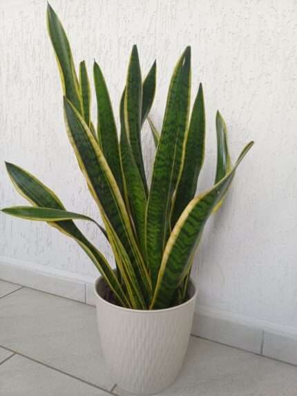 Сансевиерия Лауренти (Sansevieria laurentii) 80см