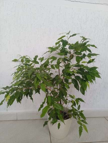 Фикус Бенджамина (Ficus benjamina)