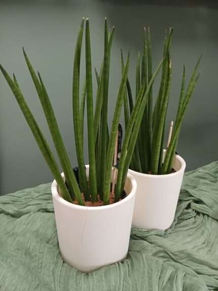 Сансевиерия цилиндрическая (Sansevieria cylindrica)