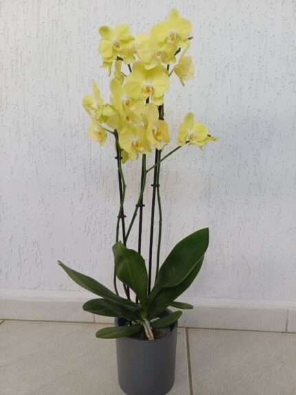 Орхидея Фаленопсис желтая (Phalaenopsis)