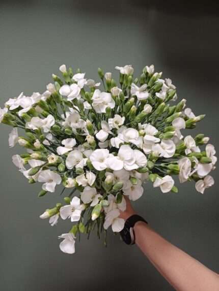 Гвоздика кустовая Соломио Кен (Dianthus Solomio Ken)