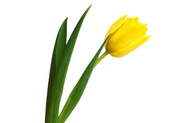 Желтые тюльпаны 